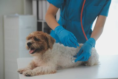 Köpek stetoskop Veteriner Kliniği tarafından kontrol veteriner eller closeup çekim