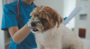 Köpek stetoskop Veteriner Kliniği tarafından kontrol veteriner eller closeup çekim