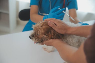 Köpek stetoskop Veteriner Kliniği tarafından kontrol veteriner eller closeup çekim