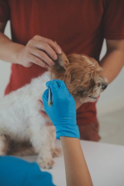 Köpek stetoskop Veteriner Kliniği tarafından kontrol veteriner eller closeup çekim