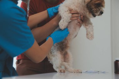 Köpek stetoskop Veteriner Kliniği tarafından kontrol veteriner eller closeup çekim