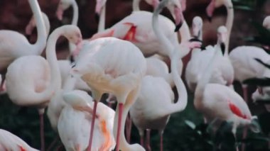 Beyaz flamingo (Phoenicopterus roseus) flamingo kuşunun bir türüdür..