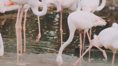 Pembe Flamingo doğada