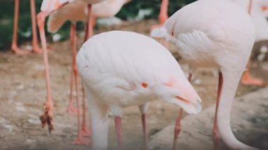 Hayvanat bahçesindeki flamingo