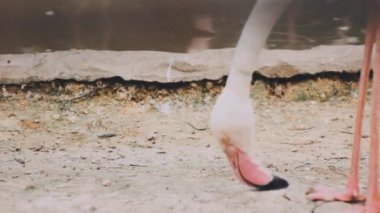 Flamingo besleniyor.