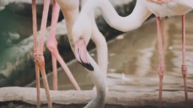 Doğadaki flamingo, vahşi yaşam
