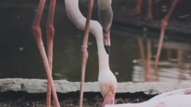 Flamingo kuşu gagalı bir kuştur.