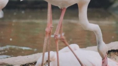Beyaz flamingolar gölette