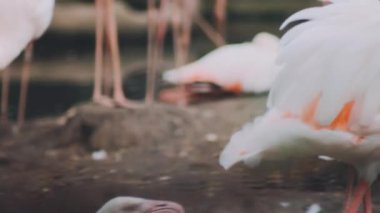 Beyaz flamingolar parkta yürüyor.