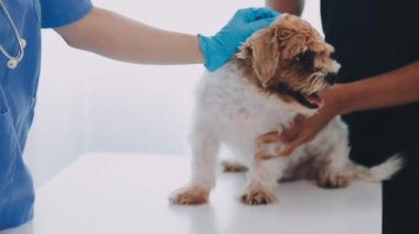 Veteriner klinikte köpeği ve köpeği muayene ediyor..