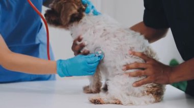 Köpek veteriner kliniğinde.