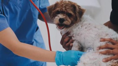 Klinikte veteriner köpeği muayene ediyor, veteriner.