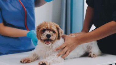 Veteriner köpeği incelenmesi