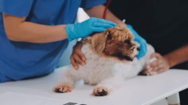 Veteriner köpeği evcil hayvan için klinikte kontrol ediyor..
