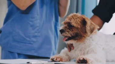 Veteriner veteriner veteriner kliniğinde şirin bir köpeği muayene ediyor.