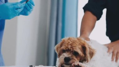 veteriner veteriner kliniğinde şirin bir köpeği muayene ediyor..