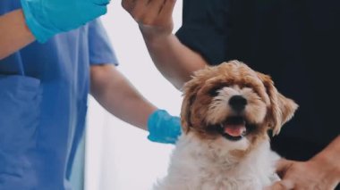 Veteriner köpeği incelenmesi