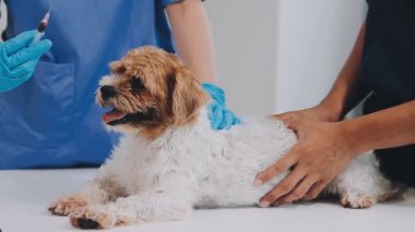 köpek Kliniği
