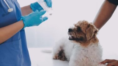 Veteriner veteriner veteriner klinikteki köpeği kontrol ediyor.