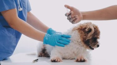 Veteriner kliniğinde köpek, veteriner ameliyatı.