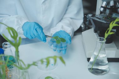 Bilim adamı petri kabında bitki doku kültürünü kesiyor, laboratuvar deneyleri yapıyor. Küçük bitki testi. Kuşkonmaz ve diğer tropikal bitki. Tayland. Yumuşak ışık, yakın çekim.