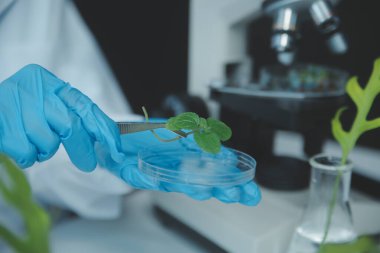 Bilim adamı petri kabında bitki doku kültürünü kesiyor, laboratuvar deneyleri yapıyor. Küçük bitki testi. Kuşkonmaz ve diğer tropikal bitki. Tayland. Yumuşak ışık, yakın çekim.