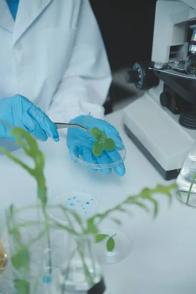 stock image Scientist cutting plant tissue culture in petri dish, performing laboratory experiments. Small plant testing. Asparagus and other tropical plant. Thailand. Soft light, close-up.