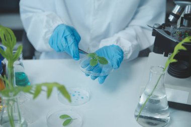 Bilim adamı petri kabında bitki doku kültürünü kesiyor, laboratuvar deneyleri yapıyor. Küçük bitki testi. Kuşkonmaz ve diğer tropikal bitki. Tayland. Yumuşak ışık, yakın çekim.