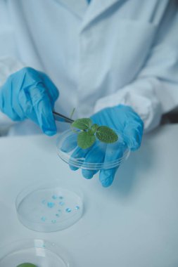 Bilim adamı petri kabında bitki doku kültürünü kesiyor, laboratuvar deneyleri yapıyor. Küçük bitki testi. Kuşkonmaz ve diğer tropikal bitki. Tayland. Yumuşak ışık, yakın çekim.
