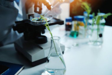 Bilim adamı petri kabında bitki doku kültürünü kesiyor, laboratuvar deneyleri yapıyor. Küçük bitki testi. Kuşkonmaz ve diğer tropikal bitki. Tayland. Yumuşak ışık, yakın çekim.