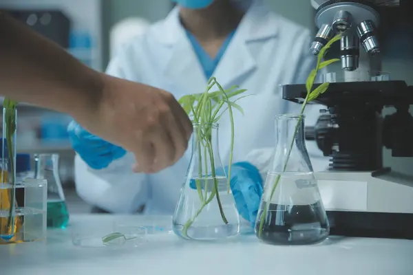 stock image Scientist cutting plant tissue culture in petri dish, performing laboratory experiments. Small plant testing. Asparagus and other tropical plant. Thailand. Soft light, close-up.