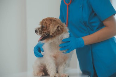 Köpek stetoskop Veteriner Kliniği tarafından kontrol veteriner eller closeup çekim