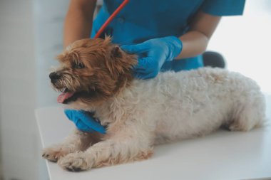 Köpek stetoskop Veteriner Kliniği tarafından kontrol veteriner eller closeup çekim