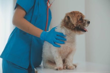 Köpek stetoskop Veteriner Kliniği tarafından kontrol veteriner eller closeup çekim