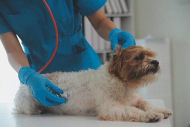 Köpek stetoskop Veteriner Kliniği tarafından kontrol veteriner eller closeup çekim