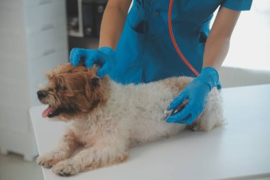 Köpek stetoskop Veteriner Kliniği tarafından kontrol veteriner eller closeup çekim