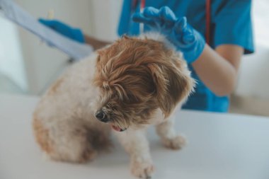Köpek stetoskop Veteriner Kliniği tarafından kontrol veteriner eller closeup çekim