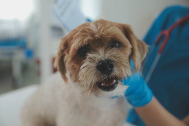 Köpek stetoskop Veteriner Kliniği tarafından kontrol veteriner eller closeup çekim