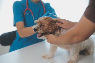 Köpek stetoskop Veteriner Kliniği tarafından kontrol veteriner eller closeup çekim