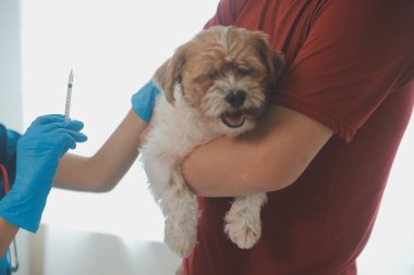 Köpek stetoskop Veteriner Kliniği tarafından kontrol veteriner eller closeup çekim