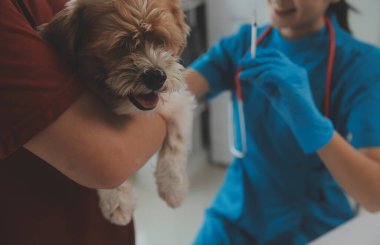 Köpek stetoskop Veteriner Kliniği tarafından kontrol veteriner eller closeup çekim