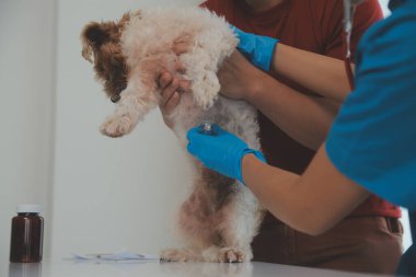Köpek stetoskop Veteriner Kliniği tarafından kontrol veteriner eller closeup çekim