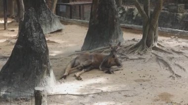 Kanguru bir memelidir.