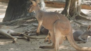 Kanguru, Avustralya kangurusu, kanguru