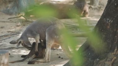 Kanguru (hyaena), hyaal hyal dae familyasından bir memeli türü.