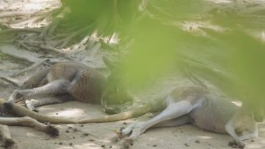 Parktaki sevimli bir kangurunun yakın plan fotoğrafı.