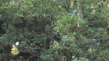 Ağaç yosun ve yeşil yapraklarla kaplıdır.