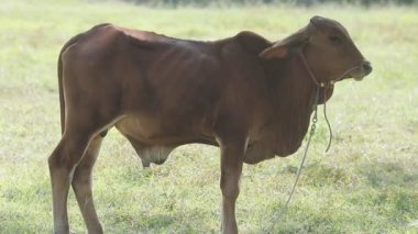 bir çayır otlayan inekler.