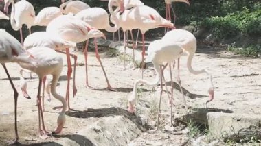 flamingolar Hayvanat Bahçesi