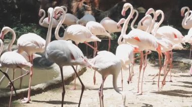 flamingolar Hayvanat Bahçesi